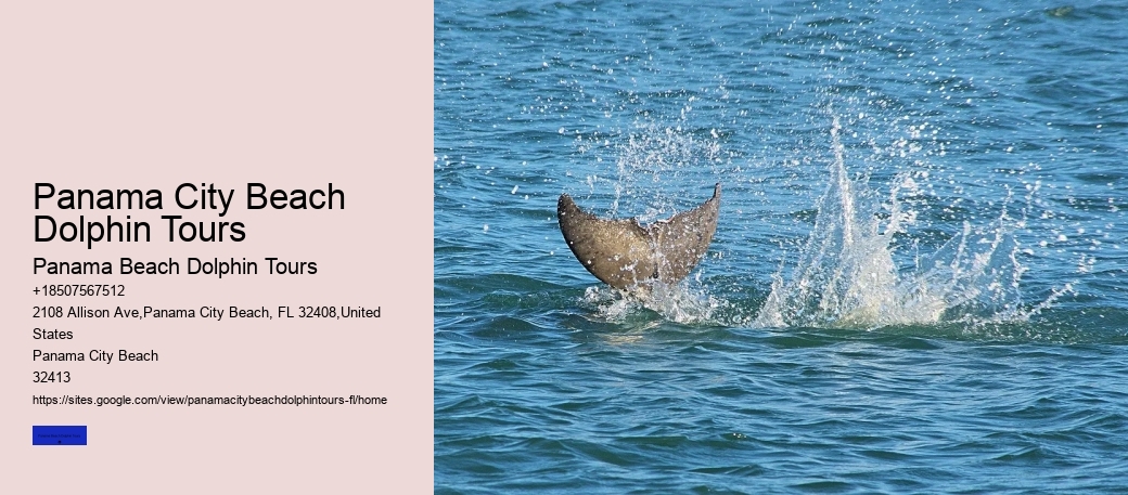Panama City Beach Dolphin Tours