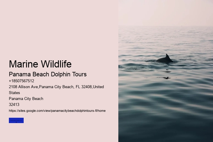 What To Do If A Dolphin Approaches You