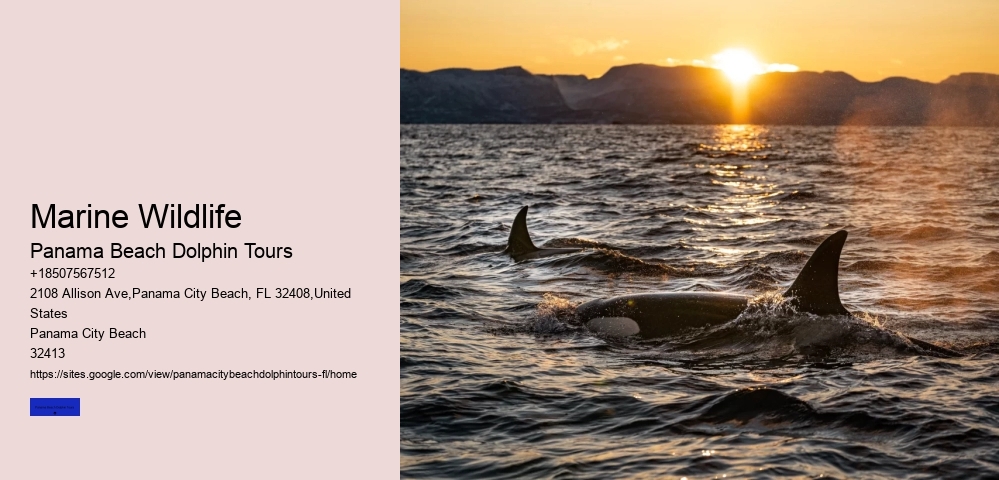 10 Reasons Not To Swim With Captive Dolphins