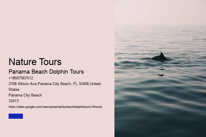 Can You Swim With Dolphins In Panama Beach Florida