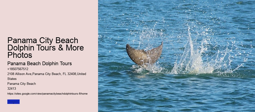 Panama City Beach Dolphin Tours & More Photos