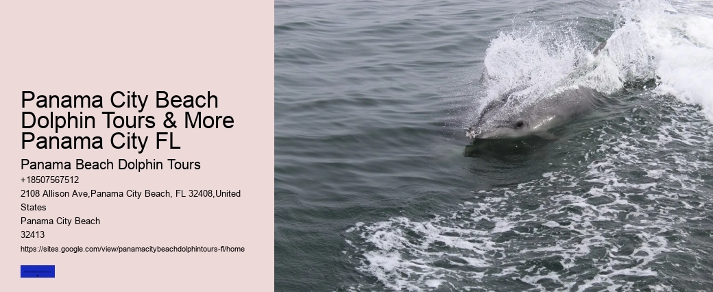 Panama City Beach Florida Dolphin Tours