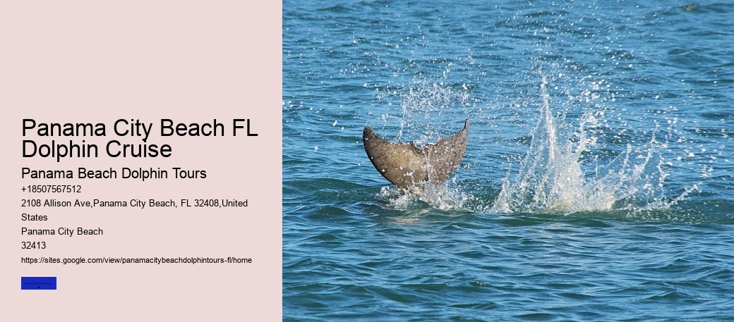 Panama City Beach Florida Dolphin Swim