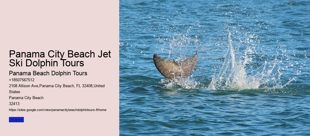 Can You Swim With Dolphins At Panama Beach