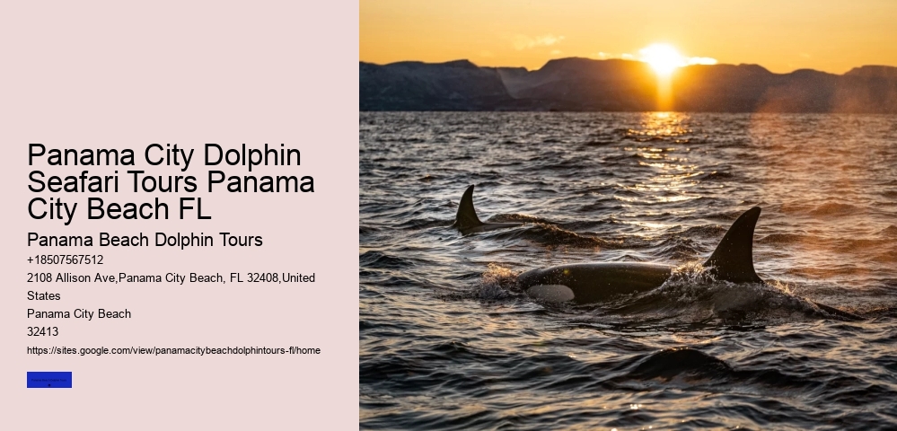 Panama City Dolphin Swim