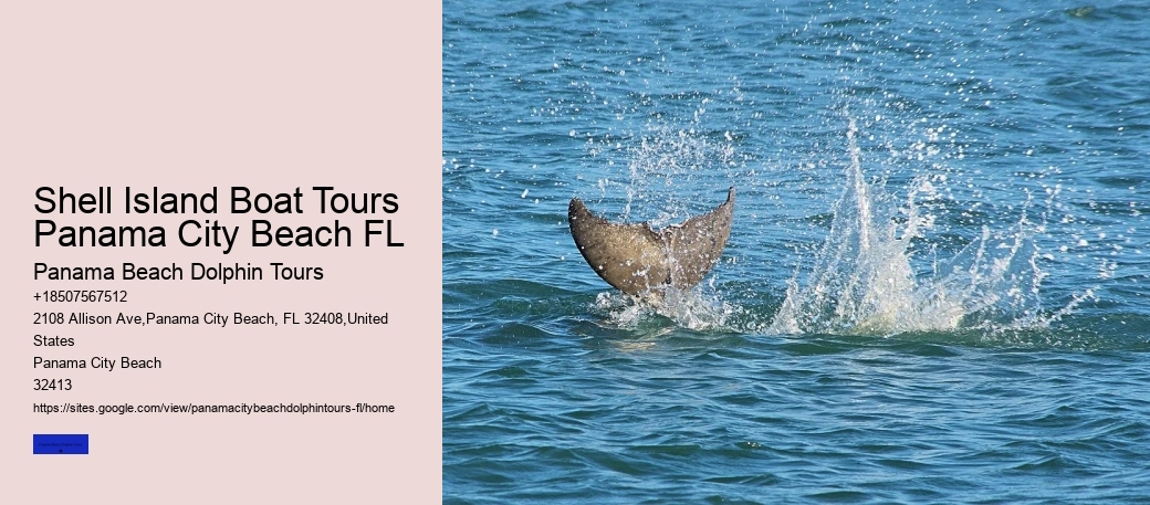 Which Beach Has The Most Dolphins