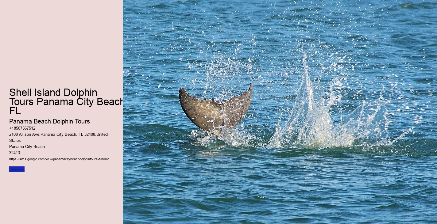 Dolphin Tours In Panama City Beach
