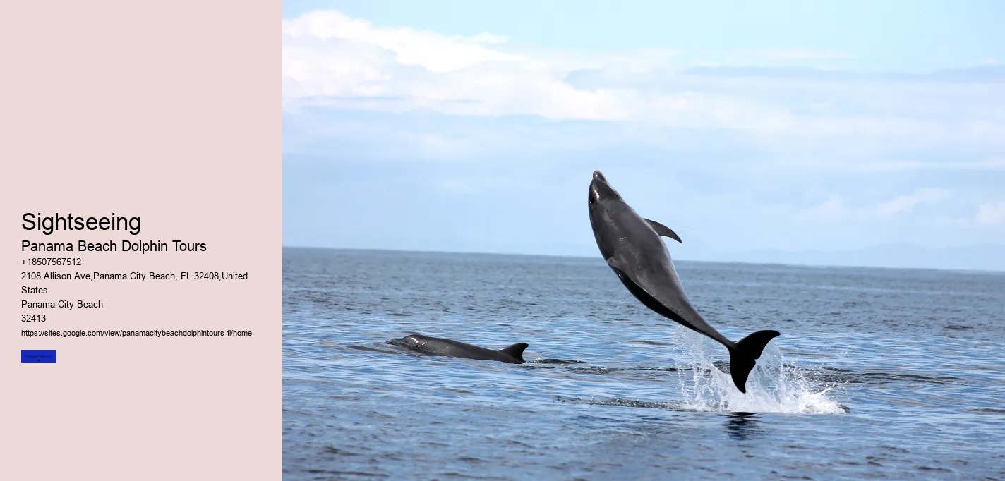 Dolphin Excursions Panama City Beach