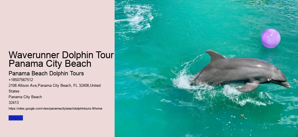 Can You Swim With Dolphins In Panama City Beach