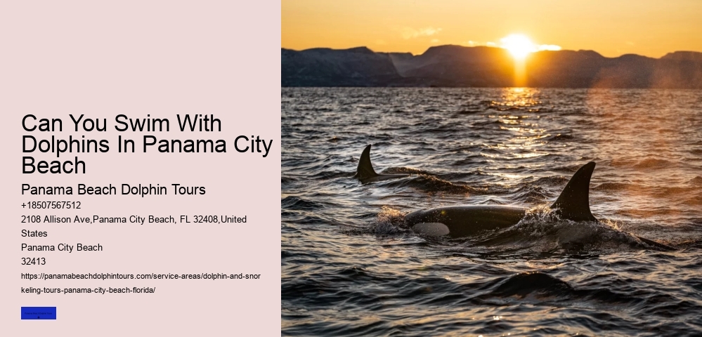What Is The Best Time For Dolphin Tours