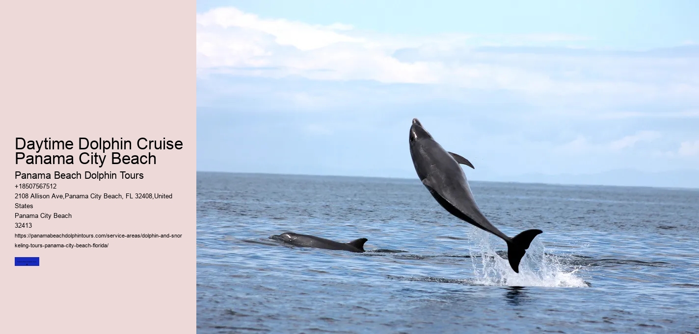 Dolphin Tours In Panama City Beach Florida