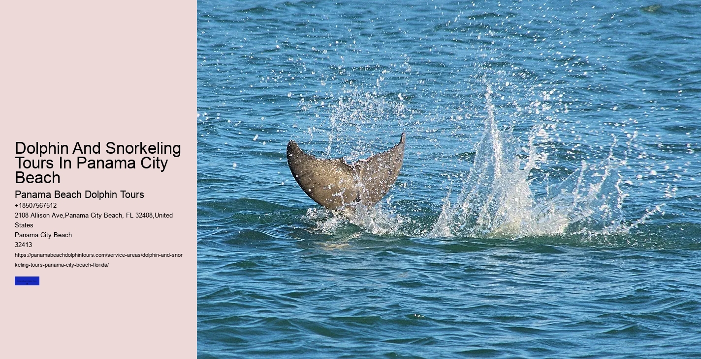 How Do You Spot Dolphins From Shore