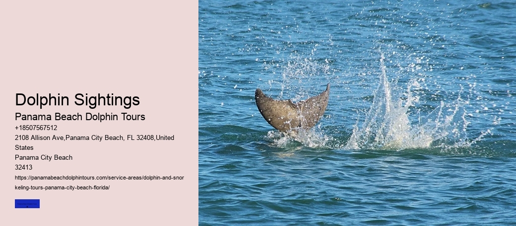 Dolphin Sightings
