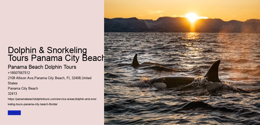 Shell Island Trips & Dolphin Tours