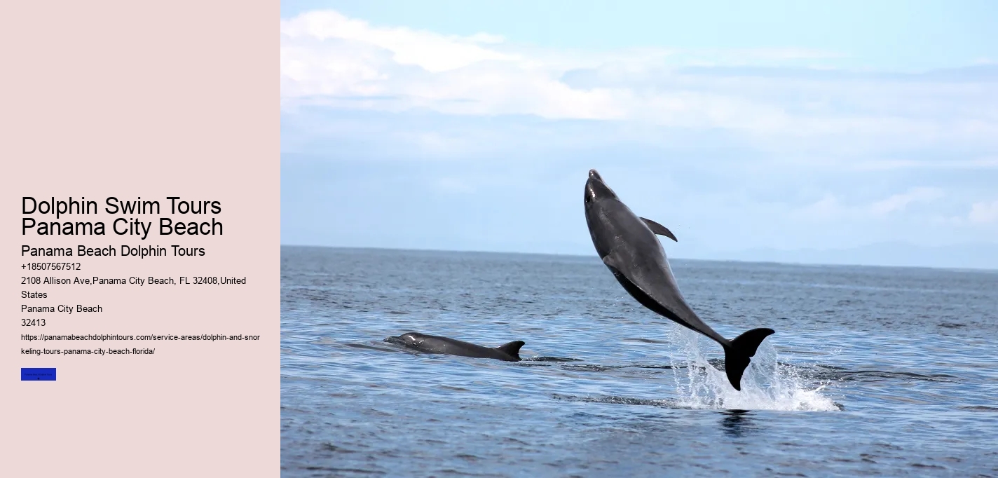 What Do You Wear To A Dolphin Encounter