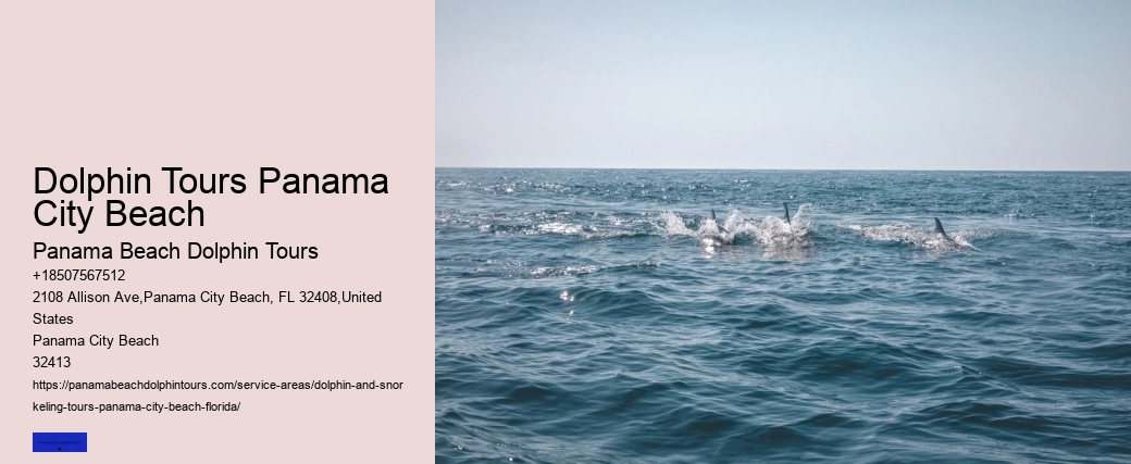 Can You Swim With The Dolphins In Panama CityFlorida