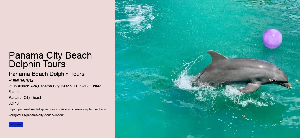 Do You See More Dolphins In The Morning Or Afternoon
