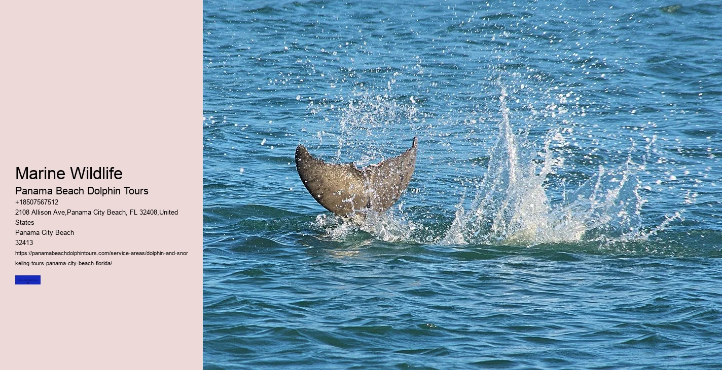 Dolphin Tours Panama City Beach