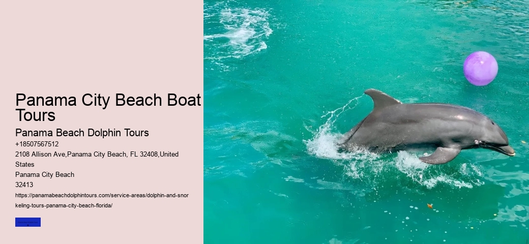 Swim With A Dolphin In Panama City Beach