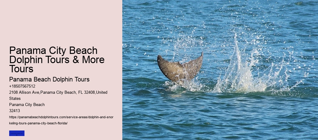 Dolphin Tales