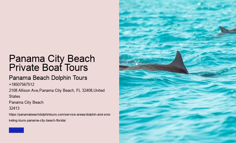 Things To Know For A Successful Dolphin Spotting