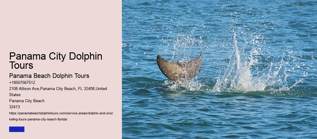 How Much Does It Cost To Swim With Dolphins In Panama City Beach