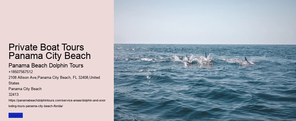 What Is The Best Time To See Dolphins From The Beach