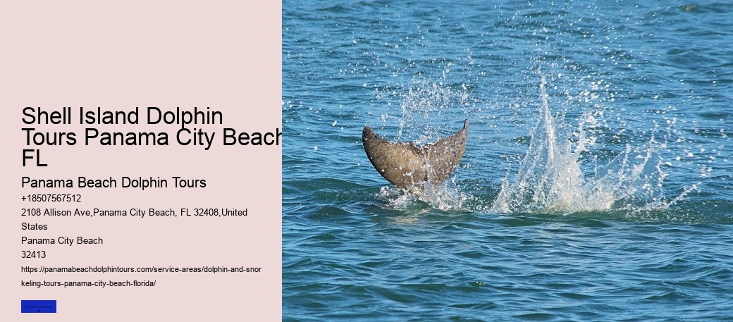 Small Group Dolphin & Snorkel Tour