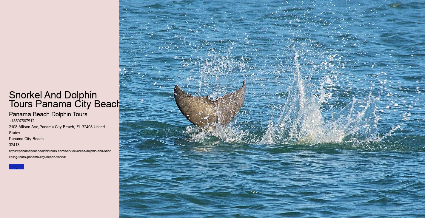 Dolphin And Snorkel Tours Panama City Beach