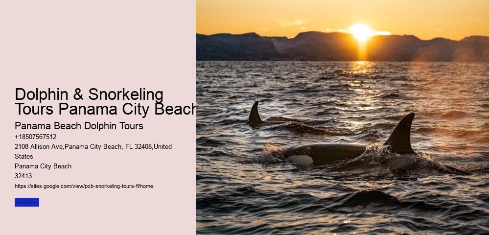 Dolphin & Snorkeling Tours Panama City Beach