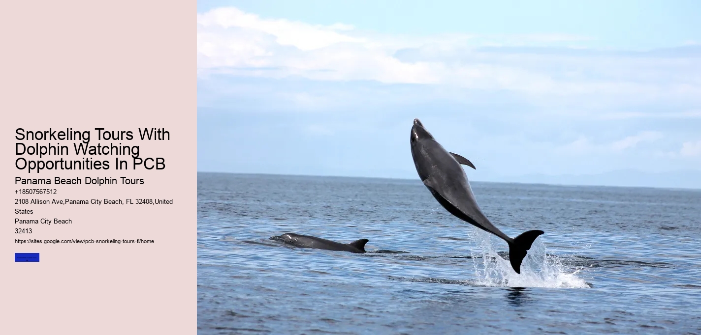 Snorkeling Tours With Dolphin Watching Opportunities In PCB